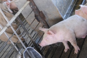 Comment utiliser le bon buveur de porcs pour les assurer qu'ils obtiennent suffisamment d'eau