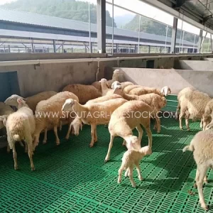 Listones de plástico para ovejas y cabras