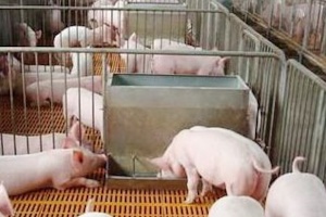 Jak używać podajników świni ze stali nierdzewnej?