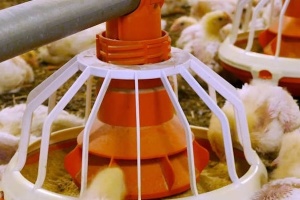 Jak działają nowoczesne systemy karmienia drobiu