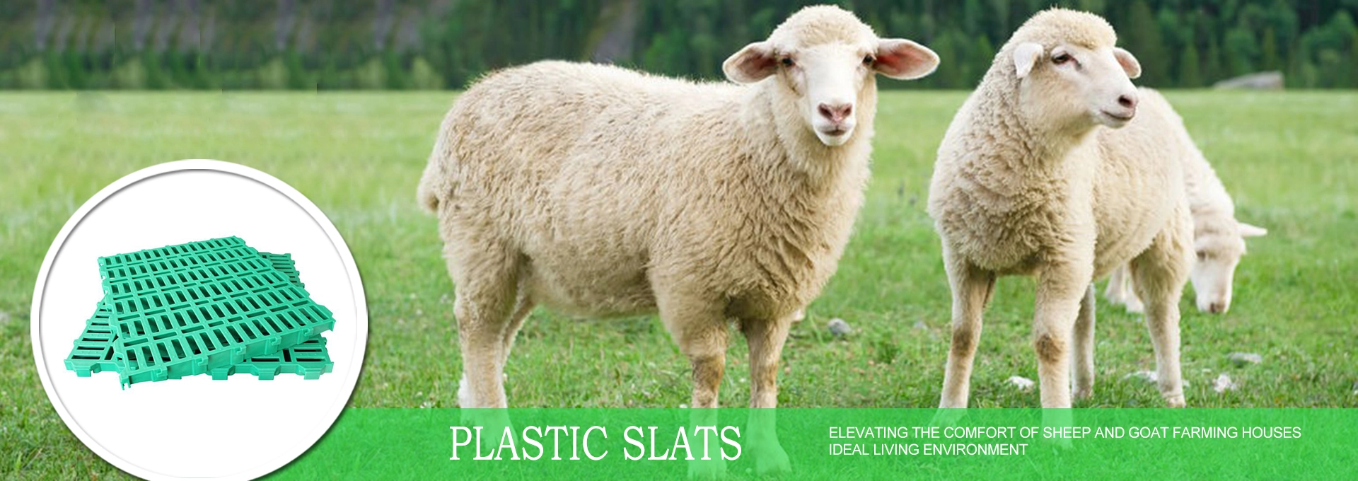 stoutagri sheep equipment