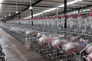 Sprzęt chłodzący dla hodowli świń