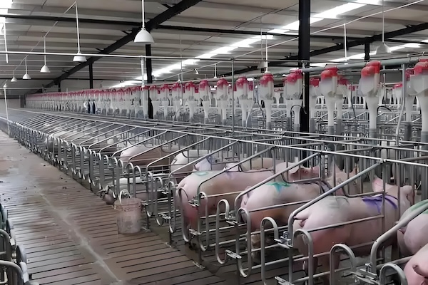 Kühlausrüstung für Schweinefarmen