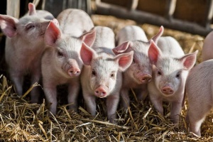 Täglicher Wasserbedarf für Schweine in verschiedenen Wachstumsstadien