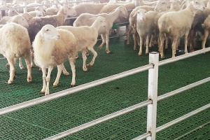 Podłoga z listew owczych z tworzywa sztucznego