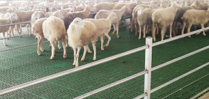 Podłoga z listew owczych z tworzywa sztucznego