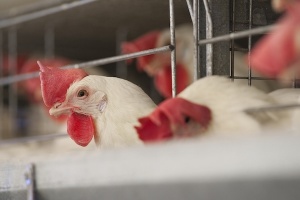 Sprzęt do hodowli drobiu