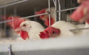 Geflügelbauernausrüstung