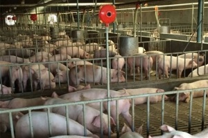 Bewässerungssystemoptionen für Schweinefarmen