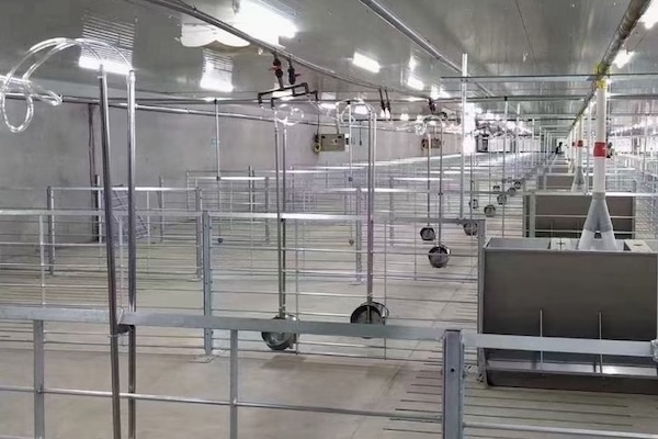 Essential Watering Systems for Intensive Pig Farming Operations