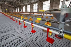 Podłogi rusztowe w kurnikach dla brojlerów