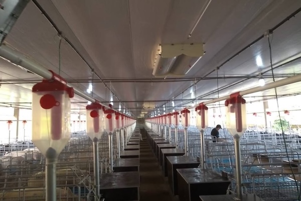 Precision Feeding in Modern Pig Farm Breeding