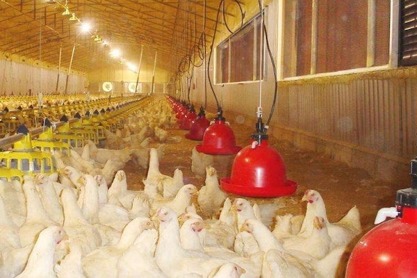 Automatic poultry bell drinkers