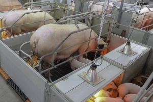 How to Properly Maintain Your Pig Farm Equipment