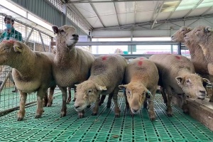 Sheep Plastic Slatted Floors