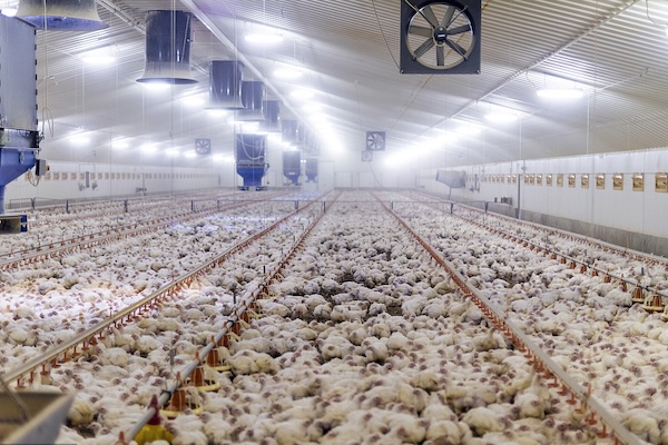 Métodos de enfriamiento para granjas de pollos de engorde