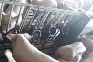 Stainless steel pig watering bowls