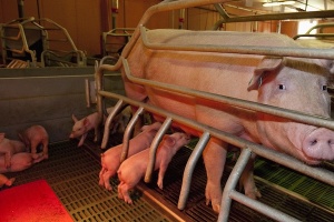 StoutAgri's piglet warming system equipment
