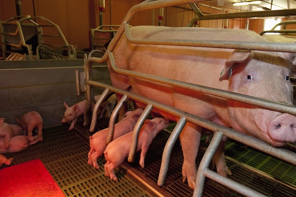 StoutAgri's piglet warming system equipment
