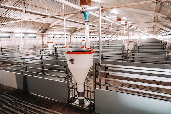 أنظمة تغذية الخنازير الأوتوماتيكية