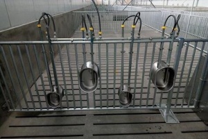 Pig Drinking Bowls vs Nipple Drinkers