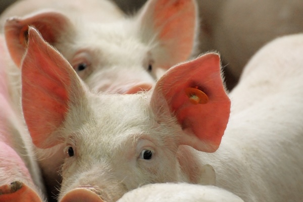 Pig farms nipple drinkers installed in finishing pig barn for controlled water delivery