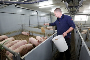 Plastic Slat Flooring vs Concrete Slats: Best Option for Pig Farms