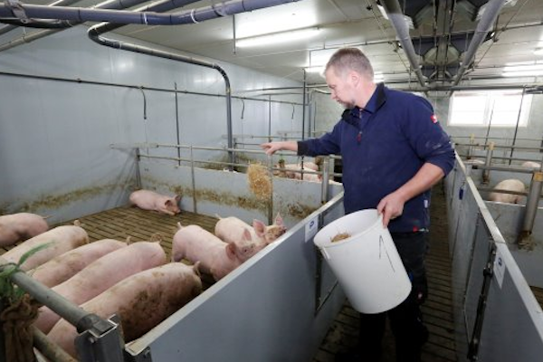 الأرضيات البلاستيكية مقابل الشرائح الخرسانية: أفضل خيار لمزارع الخنازير